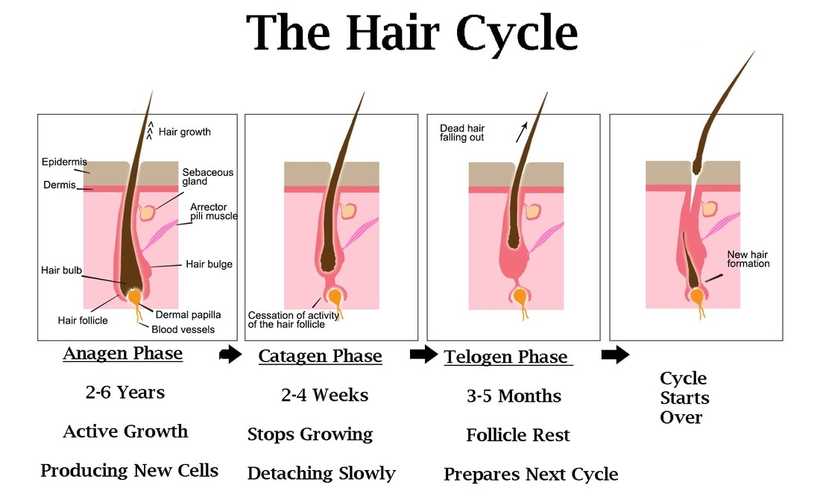 hair-cycle